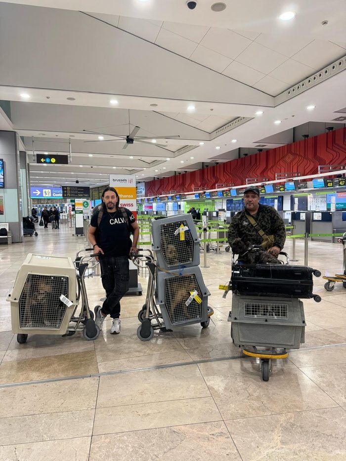 Equipo de Pet World Travel con las mascotas en carritos, listos para el check-in en el aeropuerto